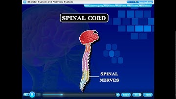 #STD 5 #SCIENCE #CHAPTER 8 #NERVOUS SYSTEM AND SKELETON SYSTEM #PART 2