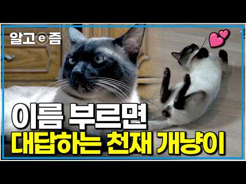 "Meowing at my human's call": The clingy cat who’s cold to others but obsessed with their owner a...