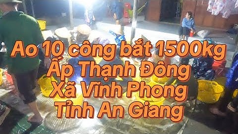 Ao 10 công bắt 1 tấn 500kg tôm càng lúc 2 giờ sáng tại Ấp Thạnh Đông - Xã Vĩnh Phong - Tỉnh An Giang