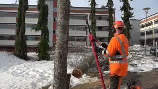 Metsolan Metsäkoulu 278 - S**tanan tunarit, sananen puunkaadon turvallisuudesta