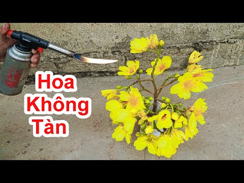Video Cách Làm Bông Hoa Lâu Ngày KHÔNG TÀN Ngày Tết / Mẹo... - youtube