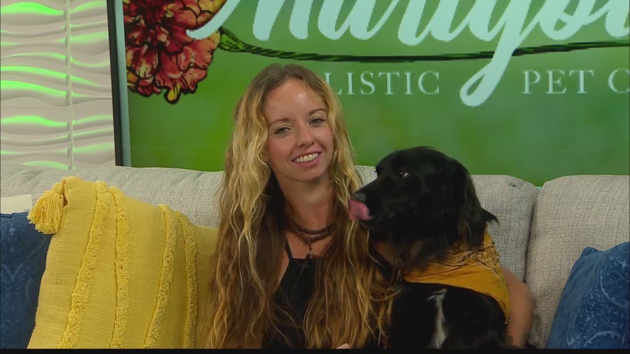 marigold-holistic-pet-care-offering-puppy-play-sessions-and-free-pack