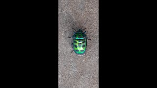 Green Jewel Bug || Jewel Bug Walking || Planet N Nature #shorts @ScenicScenes @emmrob1