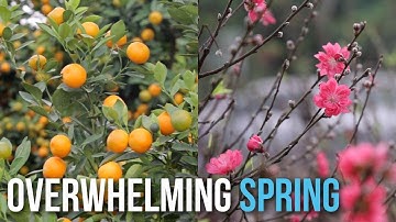 Overwhelming spring | Sắc xuân ở làng đào Nhật Tân và làng quất Tứ Liên