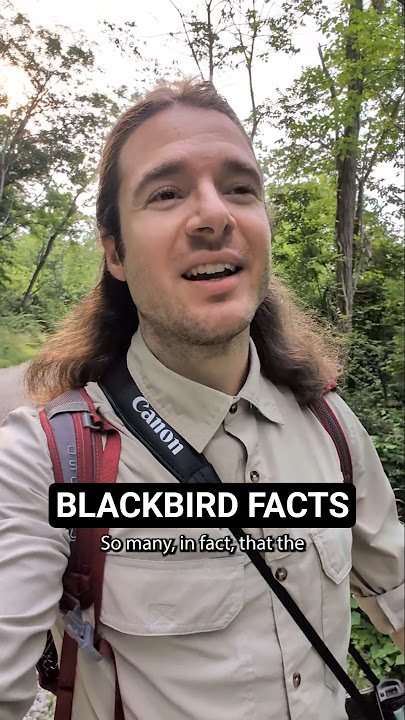 Blackbird Facts 🐦⬛