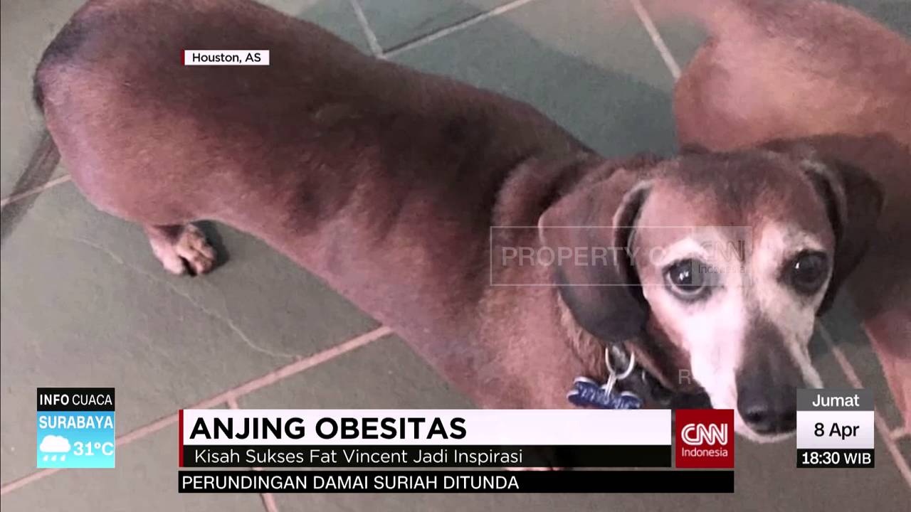 Anjing Pengidap Obesitas Youtube