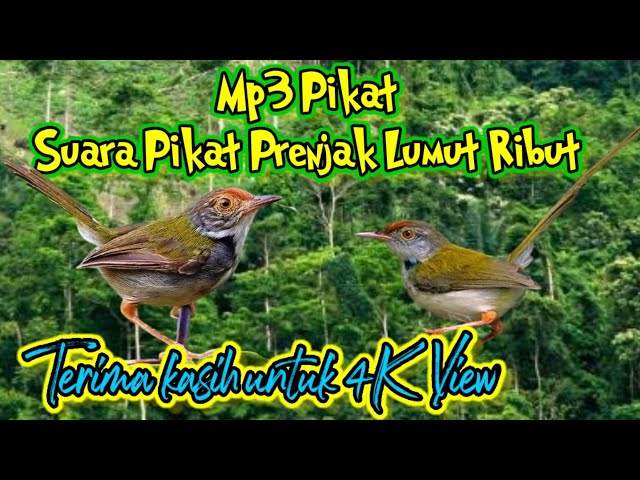 Suara Pikat Burung Prenjak Lumut Ribut |Mix Sg Pulot class=