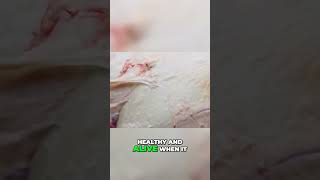 How Is Halal Prepared Halal Talk Show