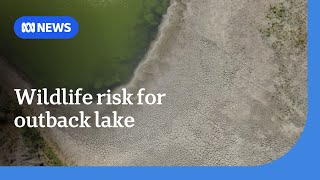 Outback NSW lake home to hundreds of turtles set to run dry in 130-year first | ABC NEWS
