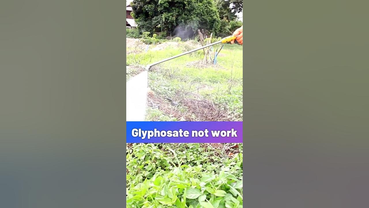 Mix Flumioxazin with glyphosate to control weeds glyphosate 