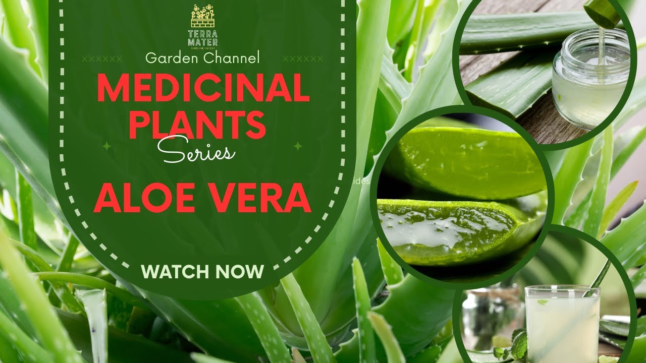Discover the Healing Power of ALOE VERA: Medicinal Plant Profile (Aloe  barbadensis)