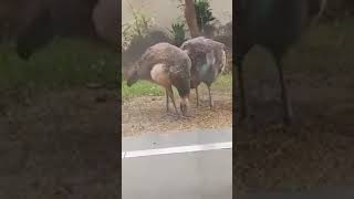 मोर और उसका बच्चा/PEACOCK AND IT&#39;S BABY | #shorts #peacock #trending #short #youtubeshorts #viral