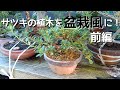 サツキの植木を盆栽風に！　前編