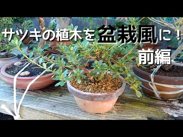 サツキの植木を盆栽風に！　前編 class=