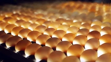 Amazing Food Industry Machines of Processing and Packaging | 3