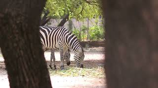 Majestic Monochrome Discovering The Elegance Of Zebras