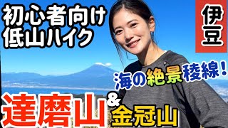 冬も登れる低山ハイク！富士山と海が続く絶景稜線【達磨山・金冠山】【山ガール】【登山初心者】伊豆ハイキング @user-fi8wk5pj4d
