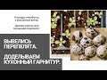 ПЕРЕДЕЛКА КУХНИ СВОИМИ РУКАМИ / Вылупились перепелята / Зима вернулась / Загородный дом на юге