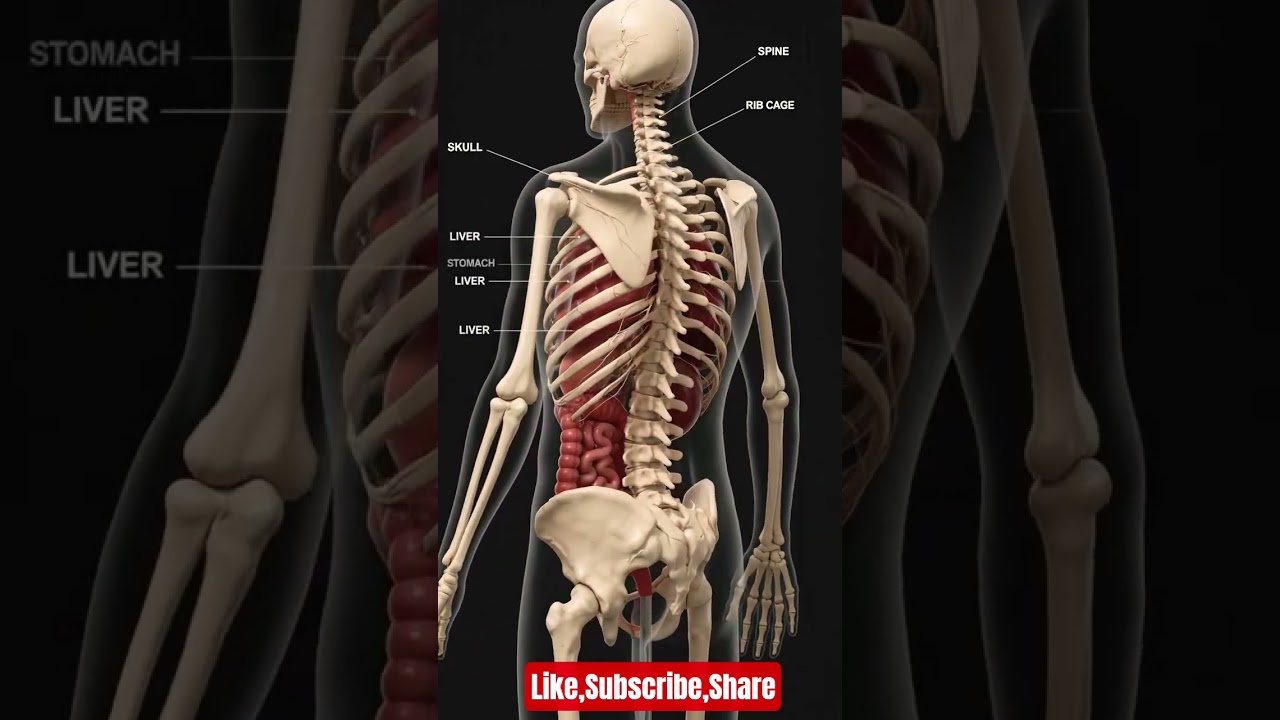 Human Skeleton & Organs Explained in 3D 🤯