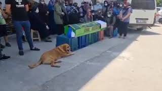 ‏وفاء الكلب.. كلب في ولاية بورصة التركية يرافق نعش صاحبه في أثناء جنازته
