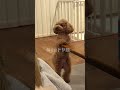 ちゃんと出た！子供みたいに報告しに来るトイプードルのドヤ顔 #dog #toypoodle