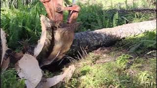 Ciping kerepek sawait