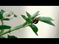 Lady beetles mating behavior  wildlife episode  insects behavior  diversity of nature