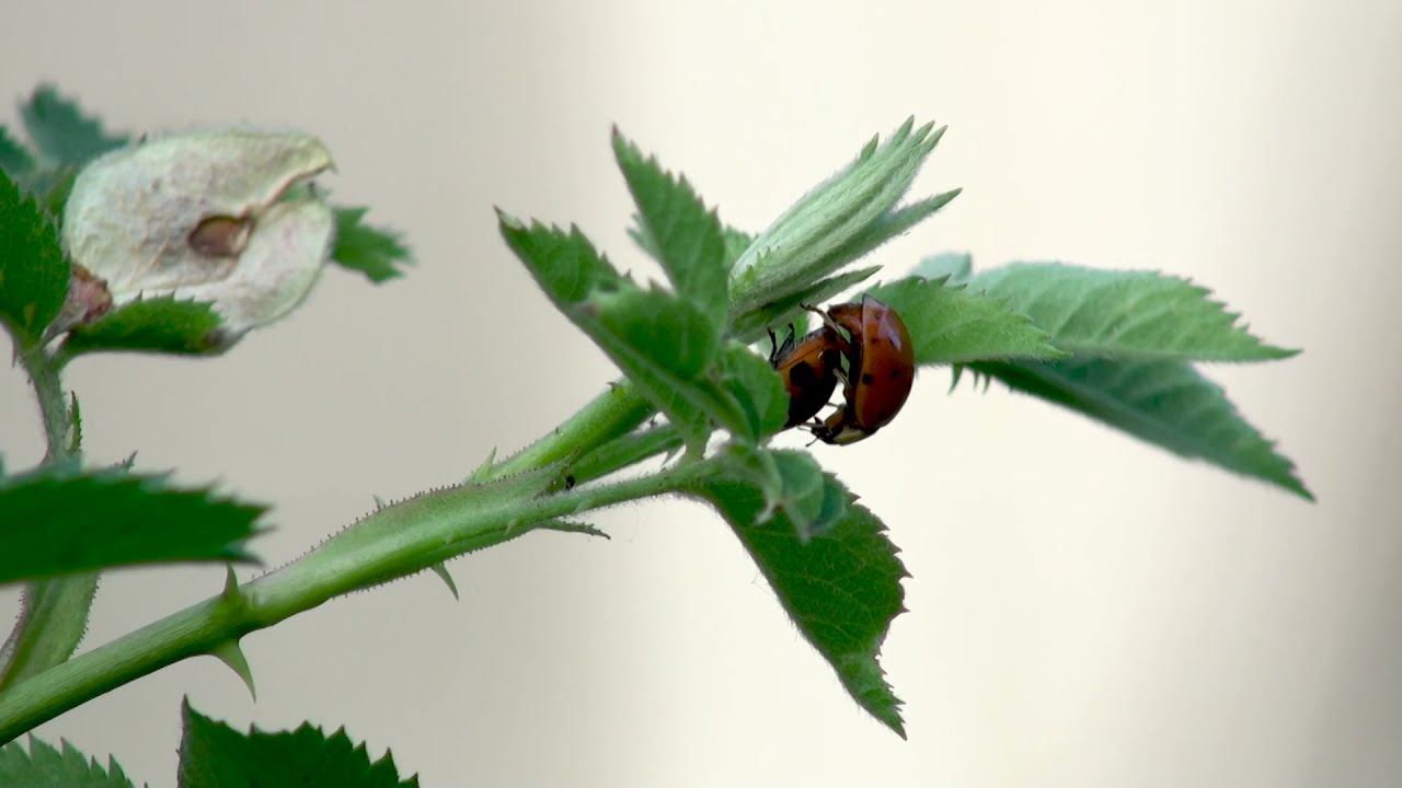 Lady Beetles mating behavior / Wildlife Episode / Insects behavior / Diversity of Nature
