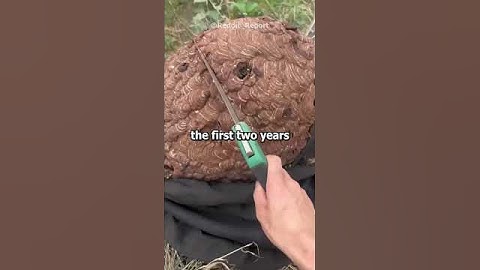 Siblings of the golden child, when did your parents