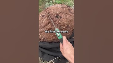 Siblings of the golden child, when did your parents