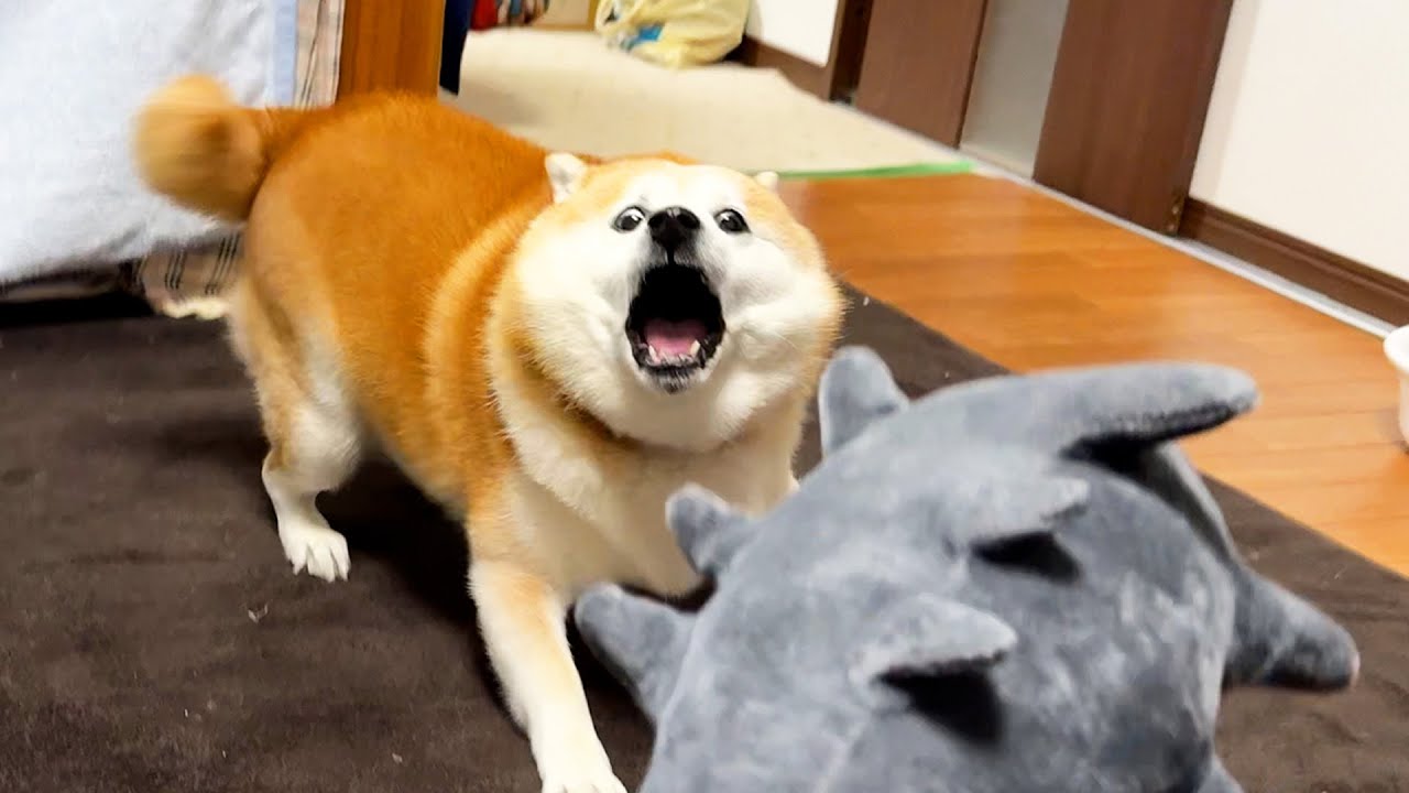 Shibe confronts a human disguised as a demon and overwhelms him with a relentless attack.
