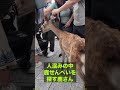 人混みの中鹿せんべいを探す鹿さん