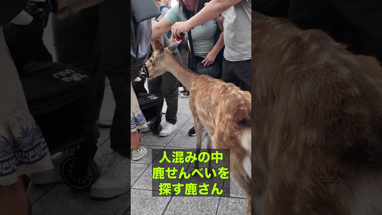人混みの中鹿せんべいを探す鹿さん