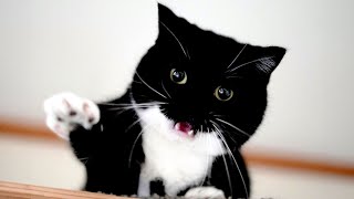 【4K】猫じゃらしに夢中になるうに Uni goes berserk with its special cat toys and keeps playing with it!