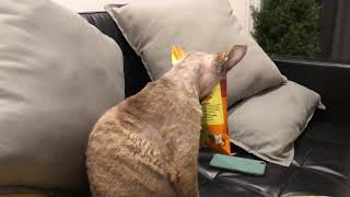 Cat stuck in the bag by Barbara M 78 views 3 years ago 29 seconds