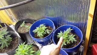 Veg Update 1/14