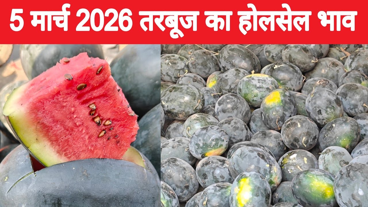 तरबूज का थोक भाव | Summer fruit |Today watermelon price | Summer fruit very cheapest price #mandi