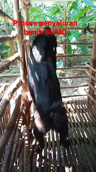 Proses perkawinan kambing hitam jumbo#shorts
