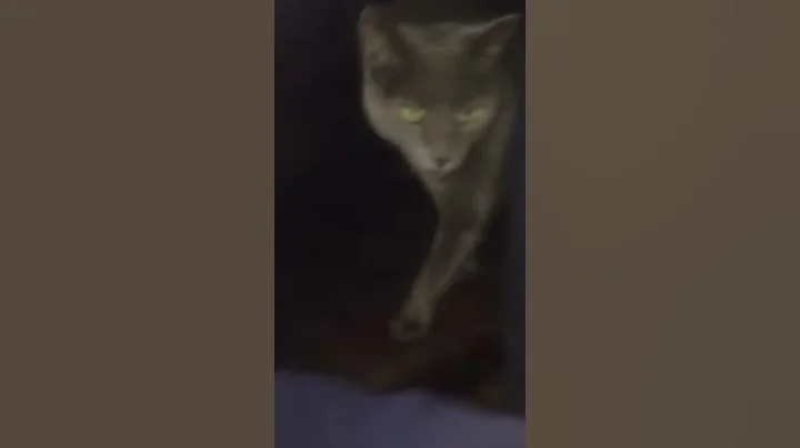 360-Degree Cat Defense