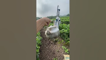 Nghề này mới là nghề không thất nghiệp này, kỹ sư với cử nhân ăn thua gì. #chè thái nguyên