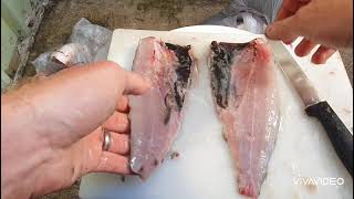 How to prepare Mullet for fishing bait.