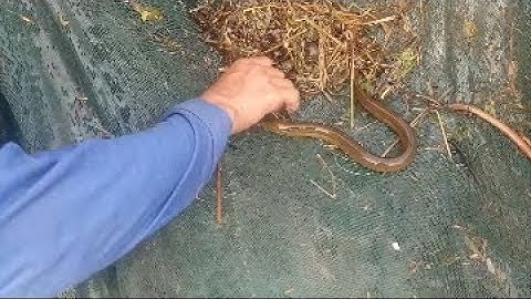 Cách đặt ủ lươn mùa nước nổi toàn lươn to.p1.cuộc sống miền tây#lamnguyenvolg#