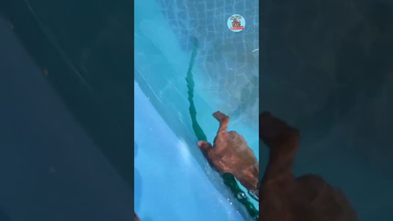How To Clean Dirt Out Of A Pool Without Vacuum Shorts