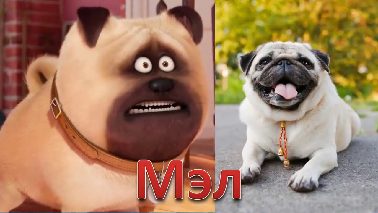 🐶THE SECRET LIFE OF DOMESTIC ANIMALS IN REAL LIFE. Cartoons for children🐈