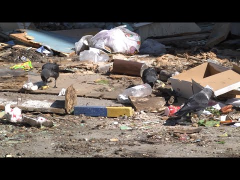 Не вывозят: проблемы с мусором в Ульяновске
