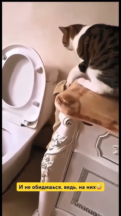 Животные снимают стресс, говорили они 🤪🤪🤪 #коты #котики #котята - YouTube