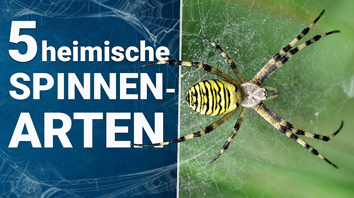 Was gibt es für große Spinnen in Deutschland?