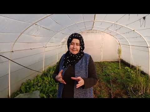 Video: Yeni Ekilen Tohumların Sulanması – Ekimden Sonra Tohumlar Nasıl Sulanır