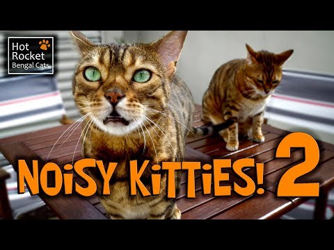 bengal-cats-meowing,-chirping,-yowling---noisy-kitties!-(part-2)