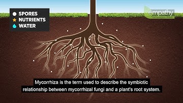 Mycorrhizal Fungi Animation